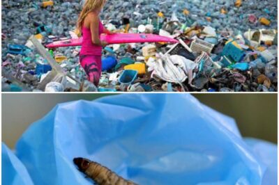 SHOCKING : “Plastic Is Invading the Earth — and Even Our Bones. But Wax Worms Could Be the Shocking Solution”