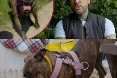 Heartbreaking: Pete Wicks leaves fans in tears as he shares emotional update about foster dog Crumble.k